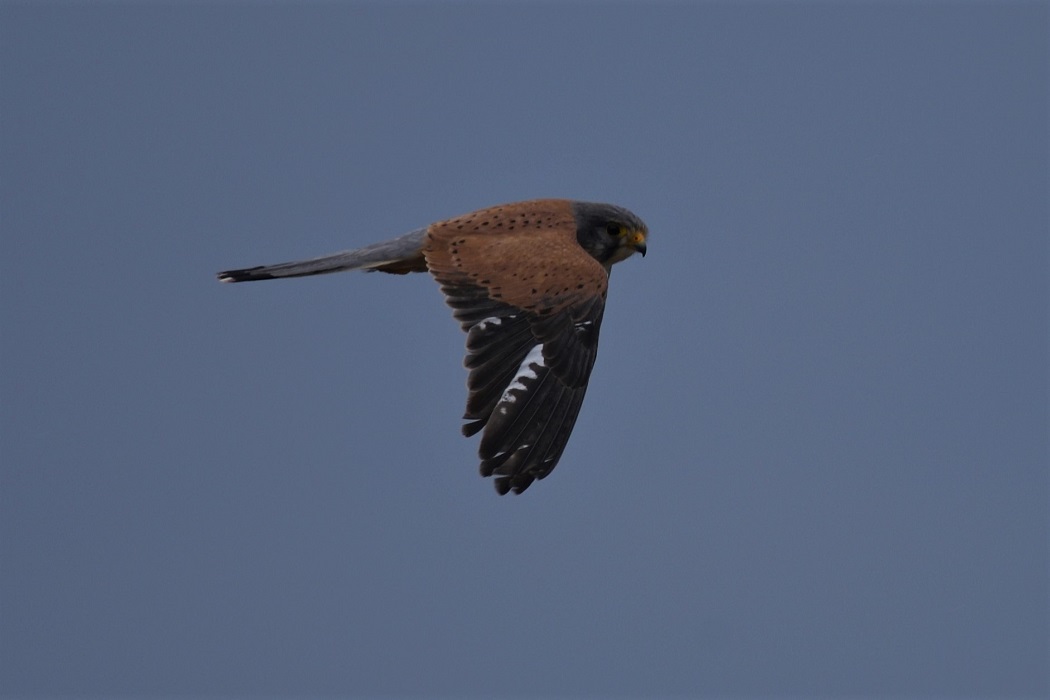 Eurasian Kestrel